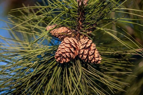 Chilgoza Pine Nuts, a Winter Delicacy in Northern Pakistan